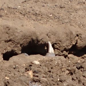 Warthog in hole Namibia