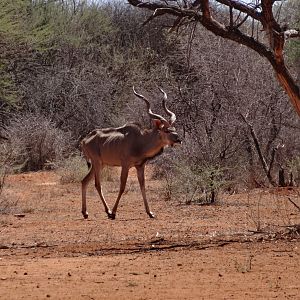 Greater Kudu Namibia