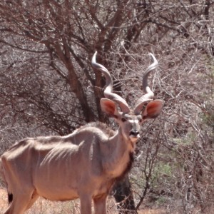 Greater Kudu Namibia