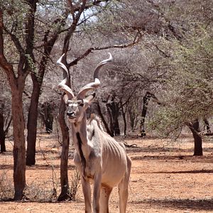 Greater Kudu Namibia