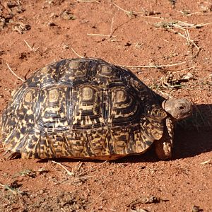 Tortoise Namibia