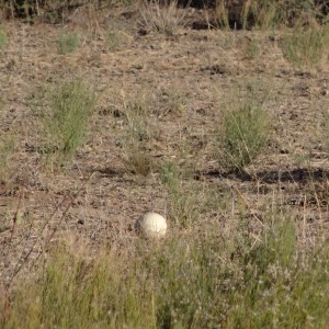 Ostrich egg Namibia