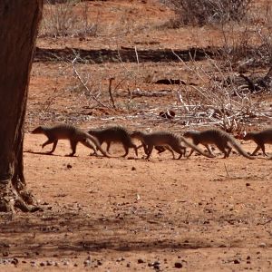 Banded Mongoose Namibia