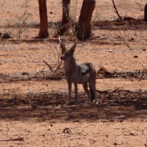 Black-Backed Jackal Namibia