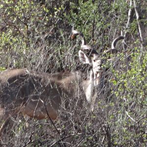 Greater Kudu Namibia