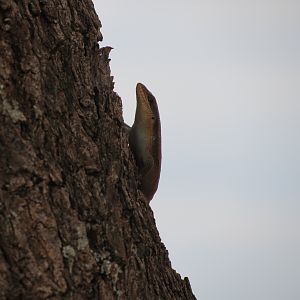 Lizard Namibia