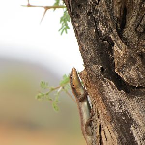 Lizard Namibia