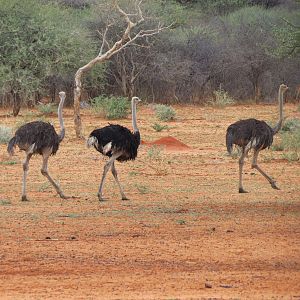 Ostrich Namibia