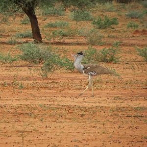 Kori Bustard Namibia