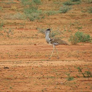 Kori Bustard Namibia