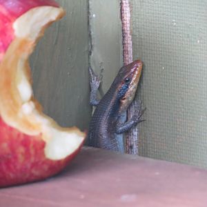 Lizard Namibia