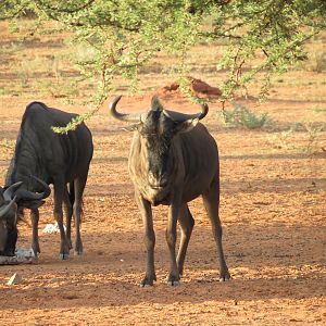 Blue Wildebeest Namibia