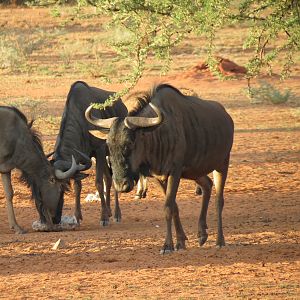 Blue Wildebeest Namibia