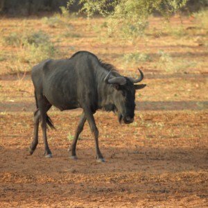 Blue Wildebeest Namibia