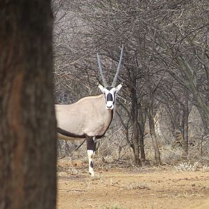 Gemsbok Namibia