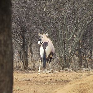 Gemsbok Namibia