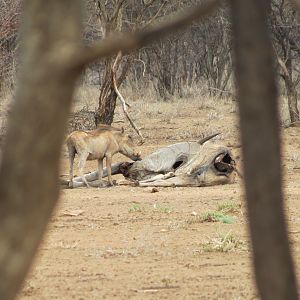 Warthog Namibia