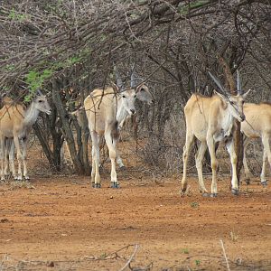 Cape Eland Namibia