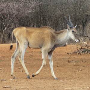 Cape Eland Namibia