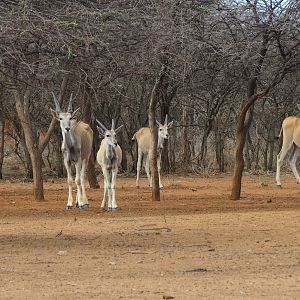 Cape Eland Namibia