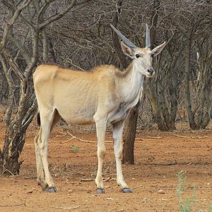 Cape Eland Namibia