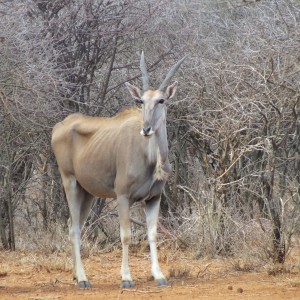 Cape Eland Namibia