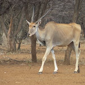 Cape Eland Namibia