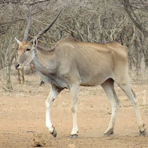 NamCape Eland Namibiabia