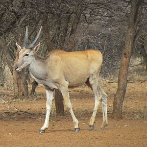 Cape Eland Namibia