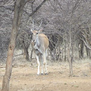 Cape Eland Namibia