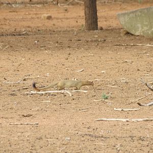 Red Mongoose Namibia