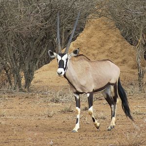 Gemsbok Namibia