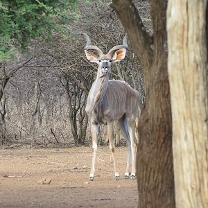 Greater Kudu Namibia