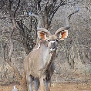 Greater Kudu Namibia