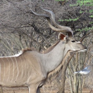 Greater Kudu Namibia