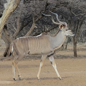 Greater Kudu Namibia