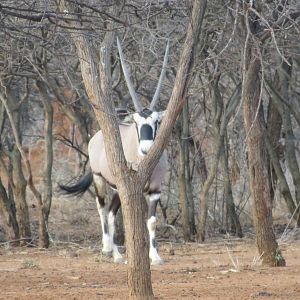 Gemsbok Namibia