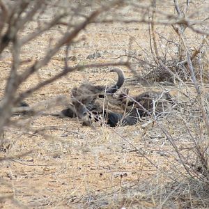 Carcass of Black Wildebeest Namibia