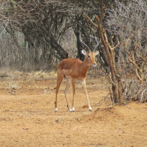 Impala Namibia