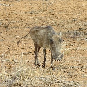 Warthog Namibia