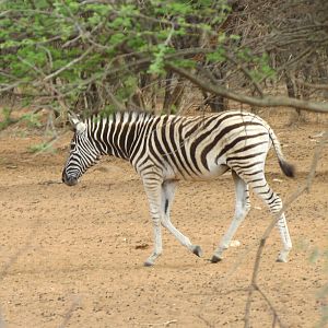 Zebra Namibia