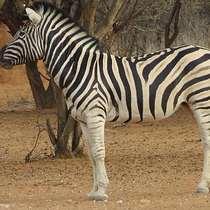 Zebra Namibia