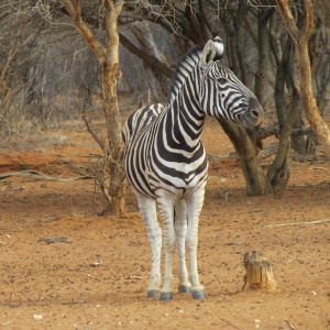 Zebra Namibia