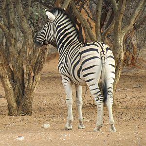 Zebra Namibia