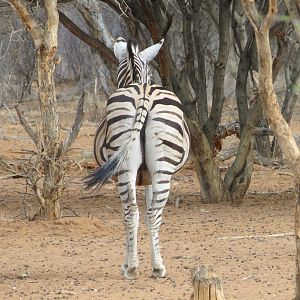 Zebra Namibia