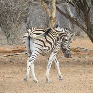 Zebra Namibia