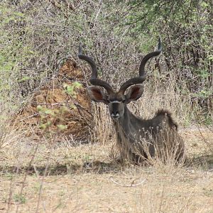 Greater Kudu Namibia