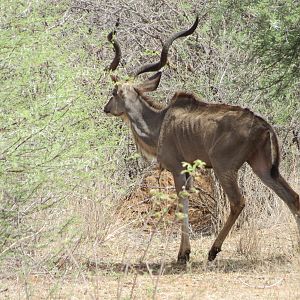 Greater Kudu Namibia