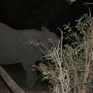 Elephant visit at Tafika