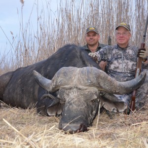 Old bull Cape buffalo